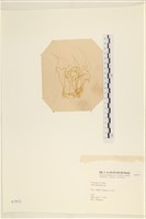 登錄號:A00003932藏品圖，第1張