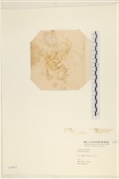 登錄號:A00003933藏品圖，第1張
