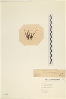 登錄號:A00003936藏品圖，第3張