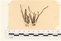 登錄號:A00003936藏品圖，第1張