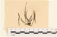 登錄號:A00003937藏品圖，第1張