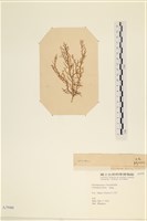 登錄號:A00003940藏品圖，第3張