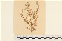 登錄號:A00003940藏品圖，第1張