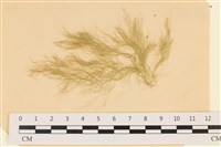 登錄號:A00003943藏品圖，第1張