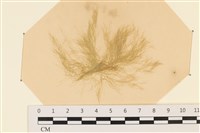登錄號:A00003947藏品圖，第1張