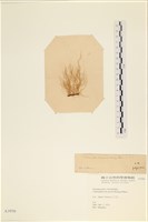 登錄號:A00003950藏品圖，第3張