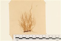 登錄號:A00003950藏品圖，第1張