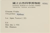 石蓴藏品圖，第2張
