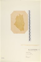 石蓴藏品圖，第3張
