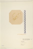 登錄號:A00003952藏品圖，第3張