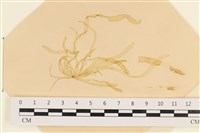 登錄號:A00003952藏品圖，第1張