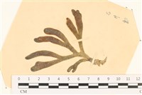 登錄號:A00003961藏品圖，第1張