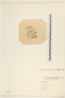 登錄號:A00003971藏品圖，第2張