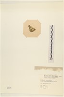 登錄號:A00003977藏品圖，第3張