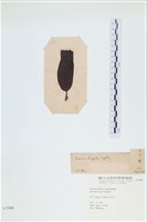 登錄號:A00003988藏品圖，第3張