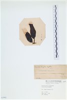 登錄號:A00003992藏品圖，第3張