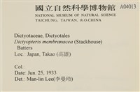 膜葉海網蕨藏品圖，第2張