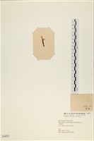 膜葉海網蕨藏品圖，第3張