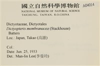 膜葉海網蕨藏品圖，第2張