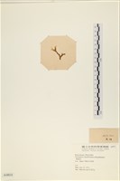 膜葉海網蕨藏品圖，第3張