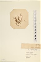 登錄號:A00004021藏品圖，第1張