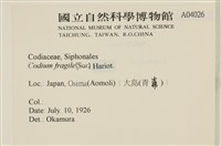 水松, 松藻藏品圖，第2張