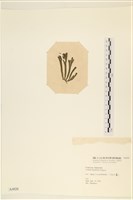 水松, 松藻藏品圖，第3張