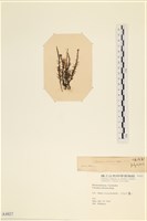 登錄號:A00004027藏品圖，第3張