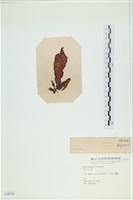 登錄號:A00004039藏品圖，第3張