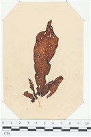 登錄號:A00004039藏品圖，第1張