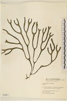 登錄號:A00004046藏品圖，第1張