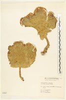 登錄號:A00004047藏品圖，第1張
