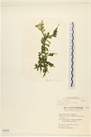 登錄號:A00004050藏品圖，第1張