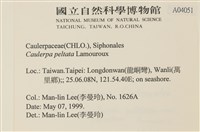 盾葉蕨藻藏品圖，第2張