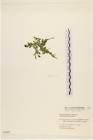 盾葉蕨藻藏品圖，第3張