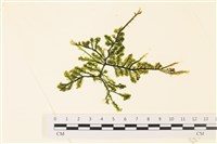 盾葉蕨藻藏品圖，第1張