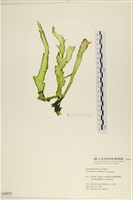 登錄號:A00004052藏品圖，第1張