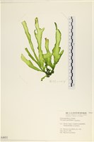 登錄號:A00004053藏品圖，第1張