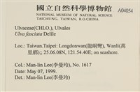 長片石蓴, 裂片石蓴藏品圖，第2張