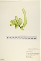 長片石蓴, 裂片石蓴藏品圖，第1張