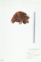 登錄號:A00004056藏品圖，第3張