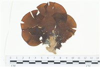 登錄號:A00004057藏品圖，第1張