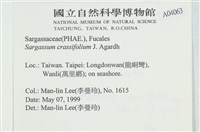 厚葉馬尾藻藏品圖，第2張