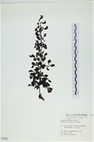 厚葉馬尾藻藏品圖，第1張