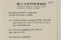 偏列羽藻藏品圖，第2張