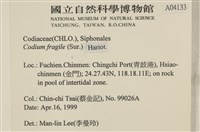 水松, 松藻藏品圖，第2張