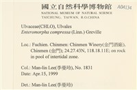 扁石髮藏品圖，第2張