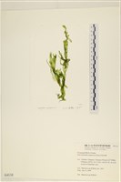 扁石髮藏品圖，第1張