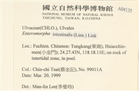 腸滸苔, 河石髮藏品圖，第2張