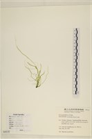 腸滸苔, 河石髮藏品圖，第1張